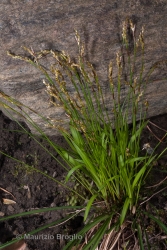 Immagine 1 di 4 - Carex digitata L.