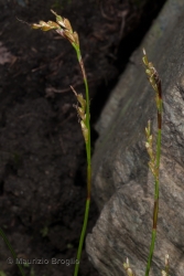 Immagine 2 di 4 - Carex digitata L.