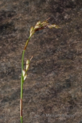 Immagine 3 di 4 - Carex digitata L.