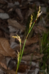 Immagine 4 di 4 - Carex digitata L.