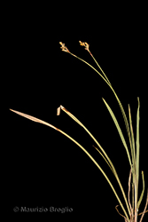 Immagine 1 di 3 - Carex ornithopoda Willd.