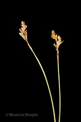 Immagine 2 di 3 - Carex ornithopoda Willd.