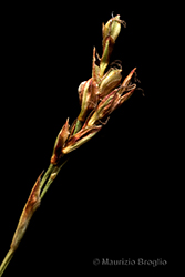 Immagine 3 di 3 - Carex ornithopoda Willd.
