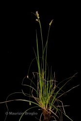 Immagine 1 di 3 - Carex halleriana Asso