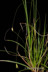 Immagine 2 di 3 - Carex halleriana Asso