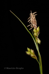 Immagine 3 di 3 - Carex halleriana Asso
