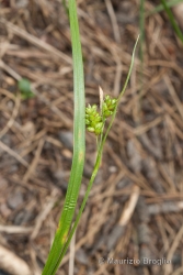 Immagine 1 di 3 - Carex pallescens L.