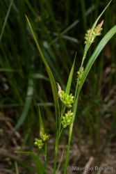Immagine 2 di 3 - Carex pallescens L.