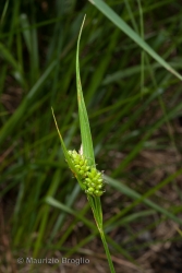 Immagine 3 di 3 - Carex pallescens L.