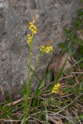 Immagine 1 di 4 - Carex liparocarpos Gaudin