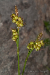 Immagine 2 di 4 - Carex liparocarpos Gaudin