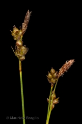 Immagine 3 di 4 - Carex liparocarpos Gaudin