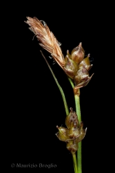 Immagine 4 di 4 - Carex liparocarpos Gaudin
