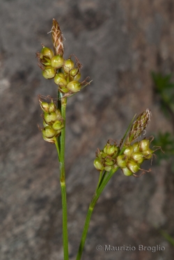 Carex liparocarpos Gaudin