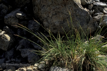 Immagine 1 di 6 - Carex fimbriata Schkuhr