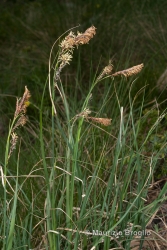 Immagine 2 di 6 - Carex fimbriata Schkuhr