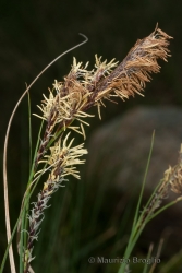Immagine 3 di 6 - Carex fimbriata Schkuhr