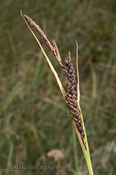 Immagine 4 di 6 - Carex fimbriata Schkuhr