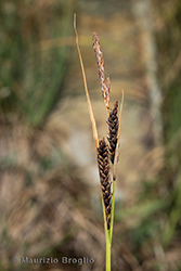 Immagine 5 di 6 - Carex fimbriata Schkuhr