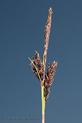 Immagine 6 di 6 - Carex fimbriata Schkuhr