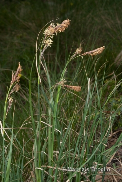 Carex fimbriata Schkuhr