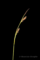 Immagine 1 di 4 - Carex panicea L.