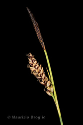 Immagine 2 di 4 - Carex panicea L.