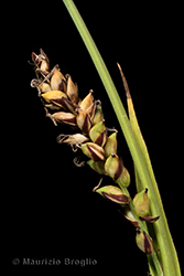 Immagine 3 di 4 - Carex panicea L.