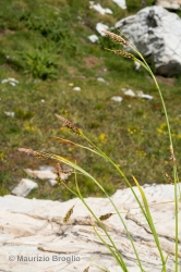 Immagine 1 di 5 - Carex ferruginea Scop.