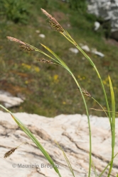 Immagine 2 di 5 - Carex ferruginea Scop.