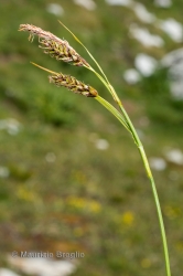 Immagine 3 di 5 - Carex ferruginea Scop.