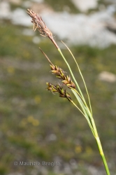 Immagine 4 di 5 - Carex ferruginea Scop.
