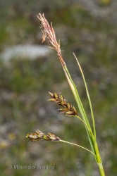 Immagine 5 di 5 - Carex ferruginea Scop.