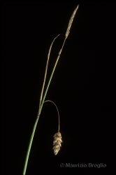 Immagine 1 di 2 - Carex limosa L.