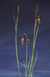 Immagine 2 di 2 - Carex limosa L.
