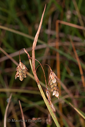 Immagine 2 di 4 - Carex magellanica Lam.