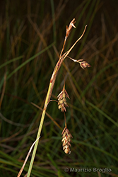 Immagine 3 di 4 - Carex magellanica Lam.