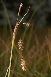 Immagine 4 di 4 - Carex magellanica Lam.