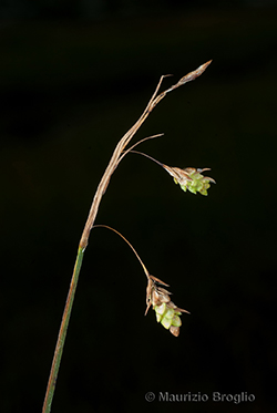 Carex magellanica Lam.