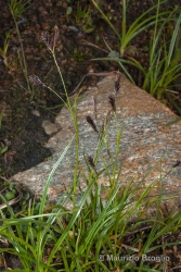 Immagine 1 di 2 - Carex frigida All.