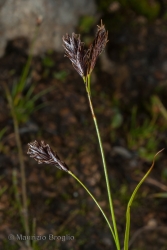 Immagine 2 di 2 - Carex frigida All.
