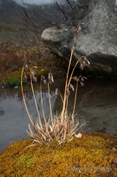 Immagine 2 di 5 - Carex atrofusca Schkuhr