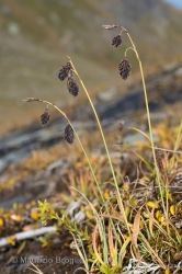 Immagine 3 di 5 - Carex atrofusca Schkuhr