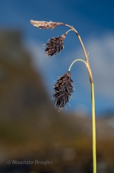 Immagine 4 di 5 - Carex atrofusca Schkuhr