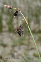 Immagine 5 di 5 - Carex atrofusca Schkuhr