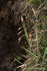 Immagine 1 di 5 - Carex flacca Schreb.