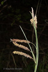 Immagine 3 di 5 - Carex flacca Schreb.