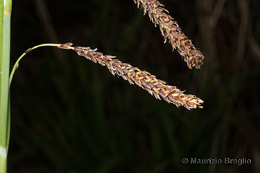 Immagine 4 di 5 - Carex flacca Schreb.