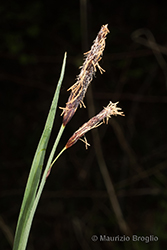 Immagine 5 di 5 - Carex flacca Schreb.