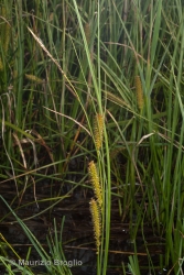 Immagine 1 di 5 - Carex rostrata Stokes